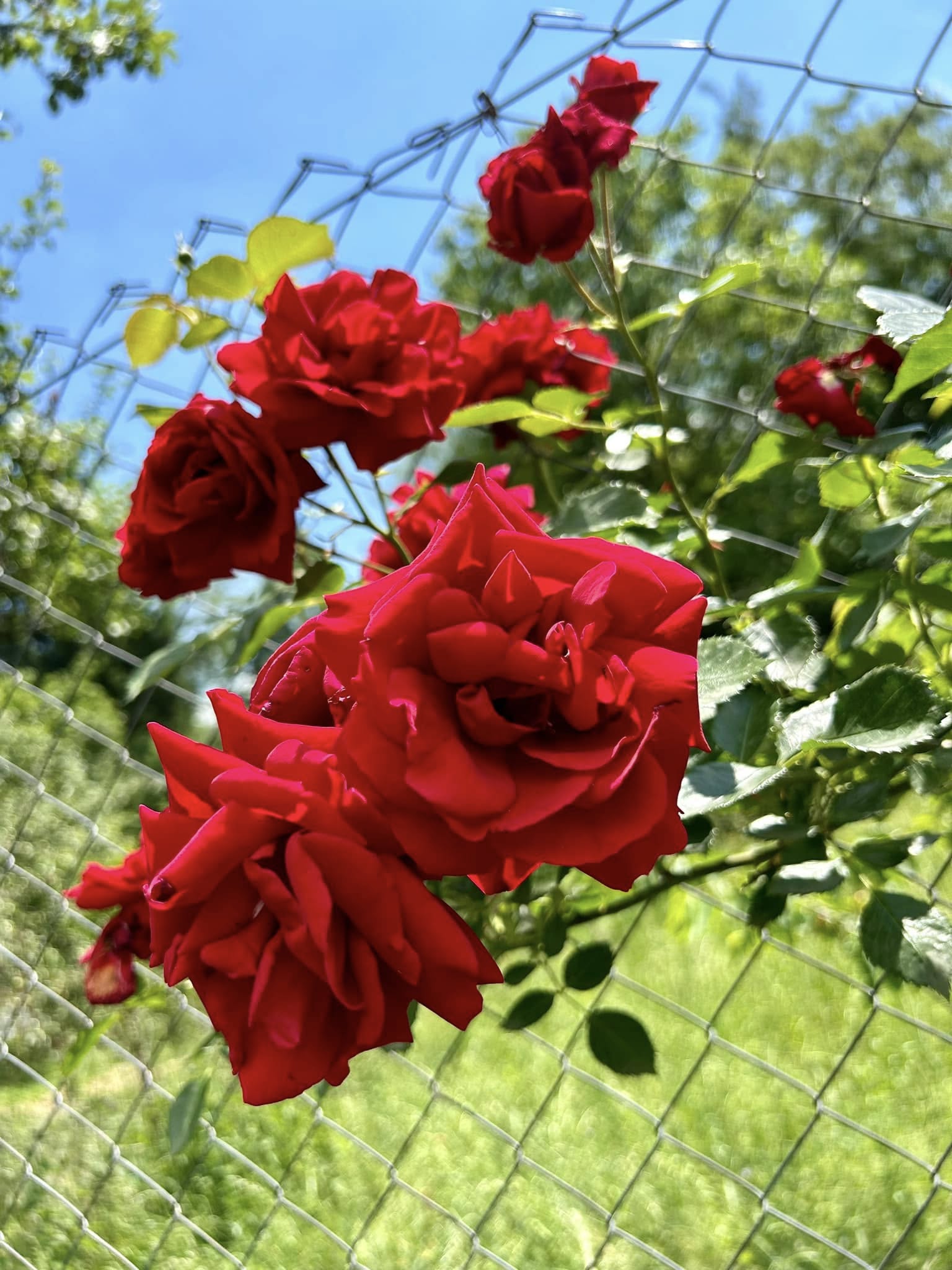 Grădină - imagine 1