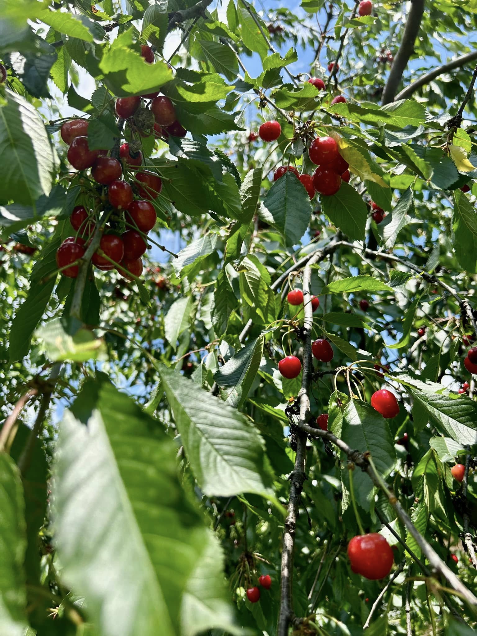 Grădină - imagine 2