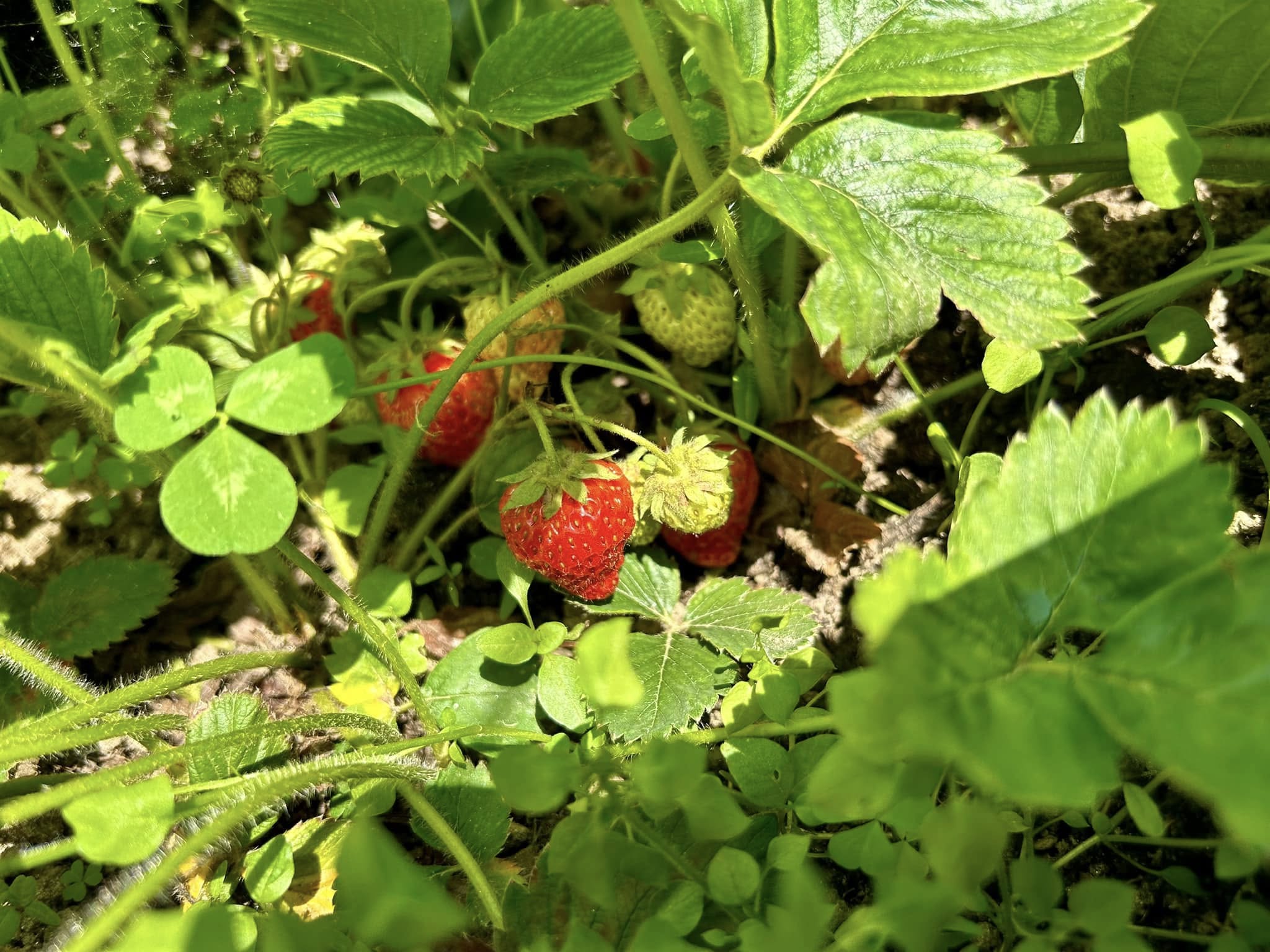 Grădină - imagine 3